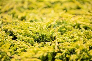 Juniperus communis 'Goldschatz' - Gemeiner Wacholder 'Goldschatz' Juniperus communis 'Goldschatz' - Gemeiner Wacholder 'Goldschatz'