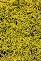 Juniperus communis 'Goldschatz' - Gemeiner Wacholder 'Goldschatz' Juniperus communis 'Goldschatz' - Gemeiner Wacholder 'Goldschatz'