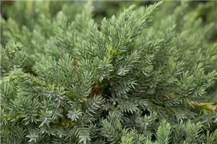Juniperus squamata 'Blue Carpet' - Bodenwacholder 'Blue Carpet'