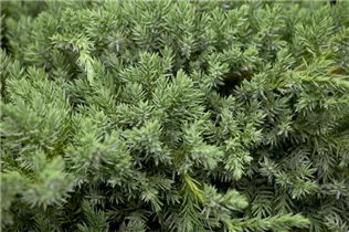 Juniperus squamata 'Blue Carpet' - Bodenwacholder 'Blue Carpet'