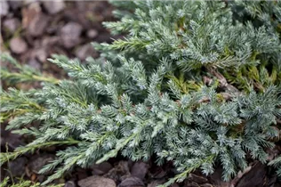 Juniperus squamata 'Blue Swede' - Wacholder 'Blue Swede'