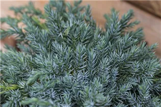 Juniperus squamata 'Blue Carpet' - Bodenwacholder 'Blue Carpet'