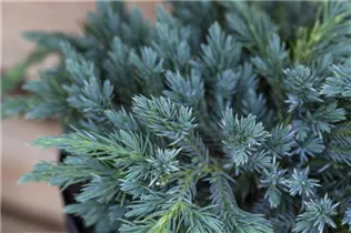 Juniperus squamata 'Blue Carpet' - Bodenwacholder 'Blue Carpet'