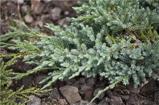 Juniperus squamata 'Blue Carpet' - Bodenwacholder 'Blue Carpet'