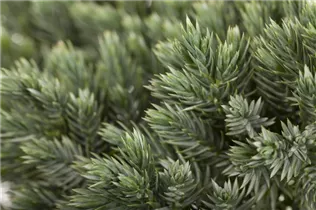 Juniperus squamata 'Blue Star' - Blauer Zwerg-Wacholder 'Blue Star' Juniperus squamata 'Blue Star' - Blauer Zwerg-Wacholder 'Blue Star'