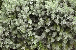 Juniperus squamata 'Blue Star' - Blauer Zwerg-Wacholder 'Blue Star' Juniperus squamata 'Blue Star' - Blauer Zwerg-Wacholder 'Blue Star'