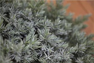 Juniperus squamata 'Blue Star' - Blauer Zwerg-Wacholder 'Blue Star' Juniperus squamata 'Blue Star' - Blauer Zwerg-Wacholder 'Blue Star'