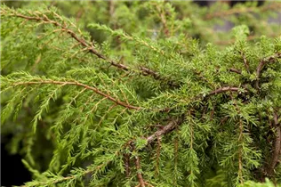 Juniperus communis 'Hornibrookii' - Gemeiner Wacholder 'Hornibrookii'