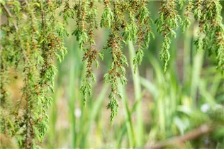 Juniperus communis 'Horstmann' - Wildwacholder 'Horstmann' Juniperus communis 'Horstmann' - Wildwacholder 'Horstmann'