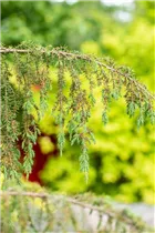 Juniperus communis 'Horstmann' - Wildwacholder 'Horstmann' Juniperus communis 'Horstmann' - Wildwacholder 'Horstmann'