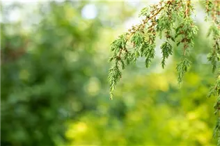 Juniperus communis 'Horstmann' - Wildwacholder 'Horstmann' Juniperus communis 'Horstmann' - Wildwacholder 'Horstmann'