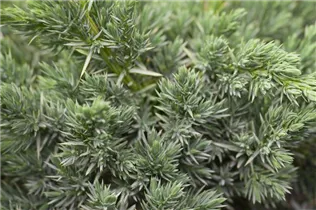 Juniperus communis 'Meyer' - Grill-Wacholder 'Meyer'
