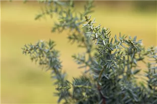 Juniperus communis 'Meyer' - Grill-Wacholder 'Meyer'