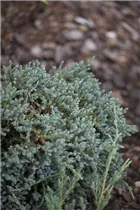 Juniperus squamata 'Tropical Blue' - Wacholder 'Tropical Blue'