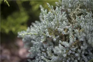 Juniperus virginiana 'Glauca' - Grauer Zypressen-Wacholder 'Glauca'
