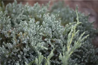 Juniperus squamata 'Tropical Blue' - Wacholder 'Tropical Blue'