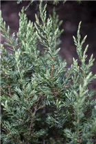 Juniperus communis 'Repanda' - Kriechender Wacholder 'Repanda' Juniperus communis 'Repanda' - Kriechender Wacholder 'Repanda'