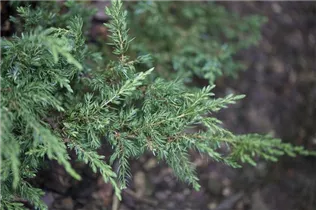 Juniperus communis 'Repanda' - Kriechender Wacholder 'Repanda' Juniperus communis 'Repanda' - Kriechender Wacholder 'Repanda'