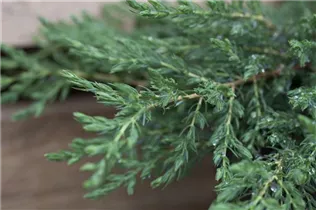 Juniperus communis 'Repanda' - Kriechender Wacholder 'Repanda' Juniperus communis 'Repanda' - Kriechender Wacholder 'Repanda'