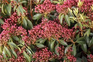 Kalmia latifolia 'Eskimo' - Berglorbeer 'Eskimo'