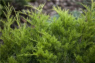 Juniperus x pfitzeriana 'Gold Coast' - Gelber Strauchwacholder 'Gold Coast'