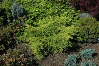 Juniperus x pfitzeriana 'Gold Coast' - Gelber Strauchwacholder 'Gold Coast'