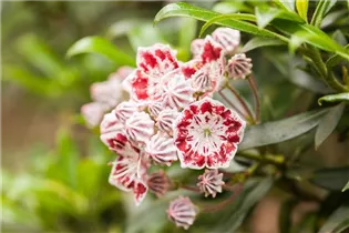 Kalmia latifolia var. myrtifolia 'Minuet' - Breitblättrige Lorbeerrose 'Minuet' Kalmia latifolia var. myrtifolia 'Minuet' - Breitblättrige Lorbeerrose 'Minuet'