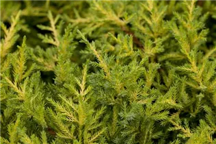 Juniperus x pfitzeriana 'Goldkissen' - Pfitzer-Wachholder 'Goldkissen'