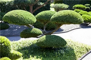 Juniperus x pfitzeriana 'Hetzii' - Chinesischer Wacholder 'Hetzii' Juniperus x pfitzeriana 'Hetzii' - Chinesischer Wacholder 'Hetzii'