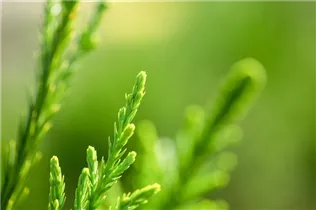 Juniperus x pfitzeriana 'Mint Julep' - Wacholder 'Mint Julep'