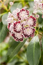 Kalmia latifolia 'Sterntaler' - Berglorbeer 'Sterntaler'