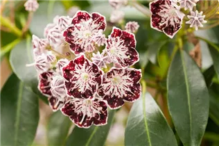 Kalmia latifolia 'Sterntaler' - Berglorbeer 'Sterntaler'