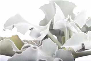 Kalanchoe beharensis - Elefantenohr-Kalanchoe Kalanchoe beharensis - Elefantenohr-Kalanchoe