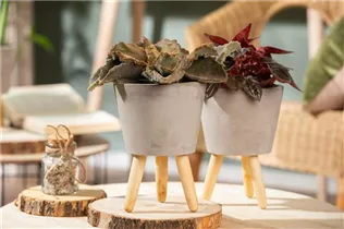 Kalanchoe beharensis - Elefantenohr-Kalanchoe Kalanchoe beharensis - Elefantenohr-Kalanchoe