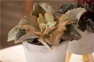 Kalanchoe beharensis - Elefantenohr-Kalanchoe Kalanchoe beharensis - Elefantenohr-Kalanchoe