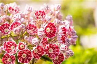 Kalmia latifolia var. myrtifolia 'Minuet' - Breitblättrige Lorbeerrose 'Minuet' Kalmia latifolia var. myrtifolia 'Minuet' - Breitblättrige Lorbeerrose 'Minuet'