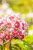 Kalmia latifolia var. myrtifolia 'Minuet' - Breitblättrige Lorbeerrose 'Minuet' Kalmia latifolia var. myrtifolia 'Minuet' - Breitblättrige Lorbeerrose 'Minuet'