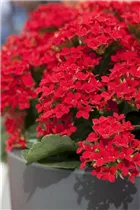 Kalanchoe blossfeldiana - Flammendes Käthchen Kalanchoe blossfeldiana - Flammendes Käthchen