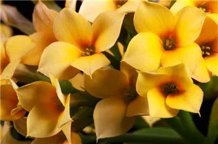 Kalanchoe blossfeldiana - Flammendes Käthchen Kalanchoe blossfeldiana - Flammendes Käthchen