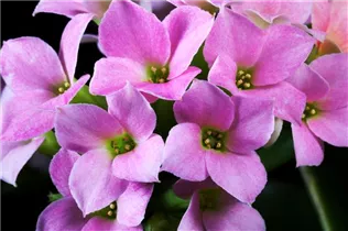 Kalanchoe blossfeldiana - Flammendes Käthchen Kalanchoe blossfeldiana - Flammendes Käthchen