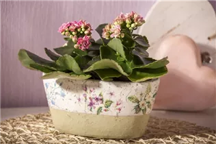 Kalanchoe blossfeldiana - Flammendes Käthchen Kalanchoe blossfeldiana - Flammendes Käthchen