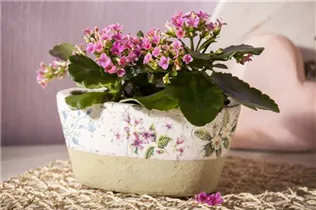 Kalanchoe blossfeldiana - Flammendes Käthchen Kalanchoe blossfeldiana - Flammendes Käthchen