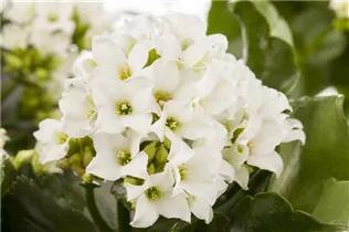 Kalanchoe blossfeldiana - Flammendes Käthchen Kalanchoe blossfeldiana - Flammendes Käthchen