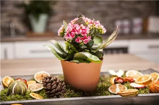 Kalanchoe blossfeldiana - Flammendes Käthchen Kalanchoe blossfeldiana - Flammendes Käthchen