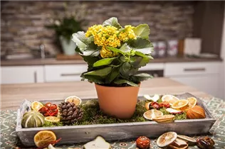 Kalanchoe blossfeldiana - Flammendes Käthchen Kalanchoe blossfeldiana - Flammendes Käthchen