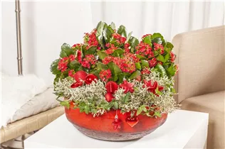 Kalanchoe blossfeldiana - Flammendes Käthchen Kalanchoe blossfeldiana - Flammendes Käthchen