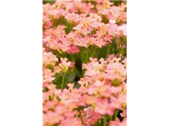 Kalanchoe blossfeldiana 'Calanday'® - Kalanchoe 'Calanday'® Kalanchoe blossfeldiana 'Calanday'® - Kalanchoe 'Calanday'®