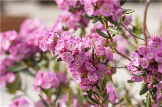 Kalmia polifolia - Zwerg-Berglorbeer