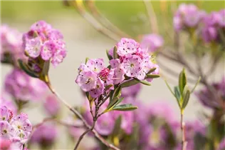 Kalmia polifolia - Zwerg-Berglorbeer