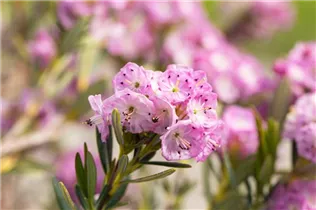 Kalmia polifolia - Zwerg-Berglorbeer